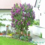 images/Bilder/bepflanzungen/Baustellenbilder 001.jpg